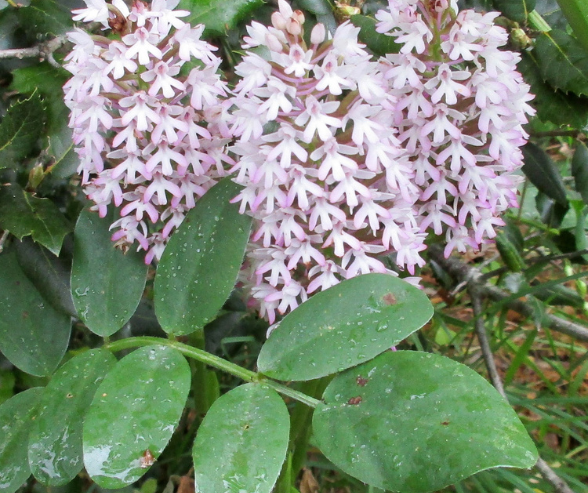  Menorca: Pyramidal Orchid (Anacamptis pyramidalis)